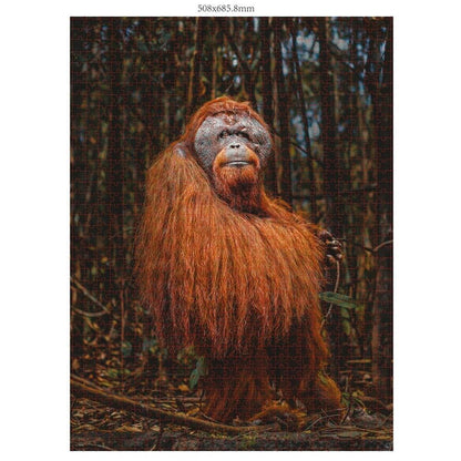 Ambassador Orangutan 1000 pieces (Donal Boyd)