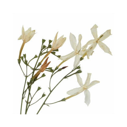 Spray aromatique floral Jasmine Abs, 15 ml