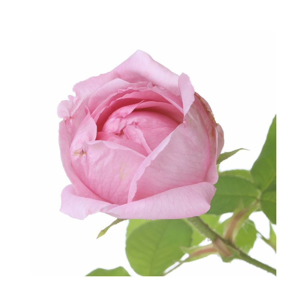 Spray aromatique floral absolu de rose, 15 ml