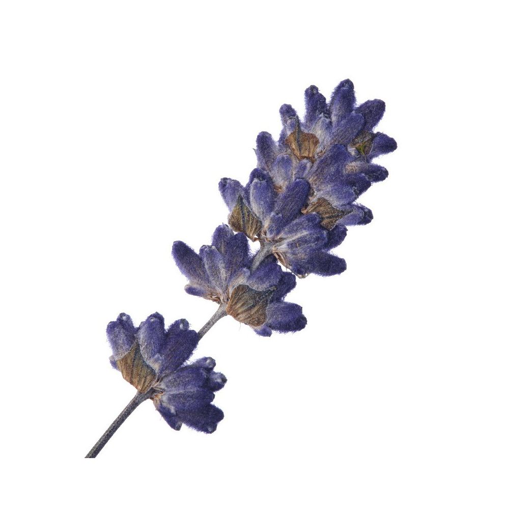 Florascent Aroma Spray Lavender, 15 ml